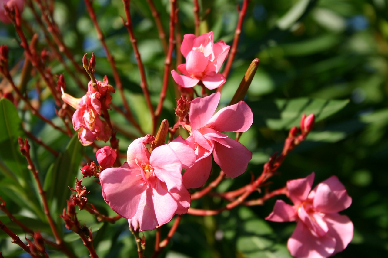 Oleander, Augalas, Gėlės, Vasara, Gamta, Nemokamos Nuotraukos,  Nemokama Licenzija