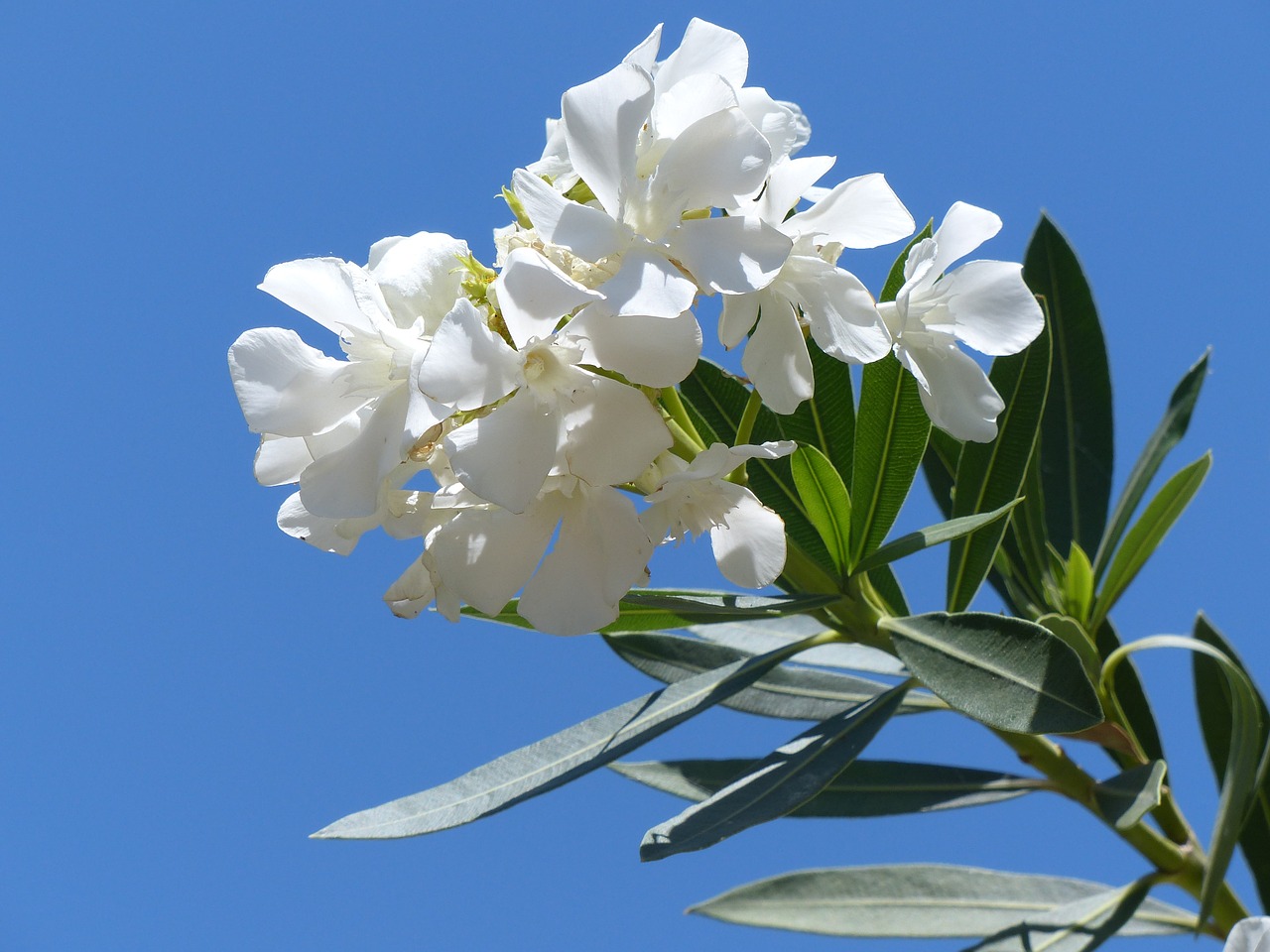 Oleander,  Šviesus,  Balta,  Žiedas,  Žydėti,  Filialas, Nemokamos Nuotraukos,  Nemokama Licenzija