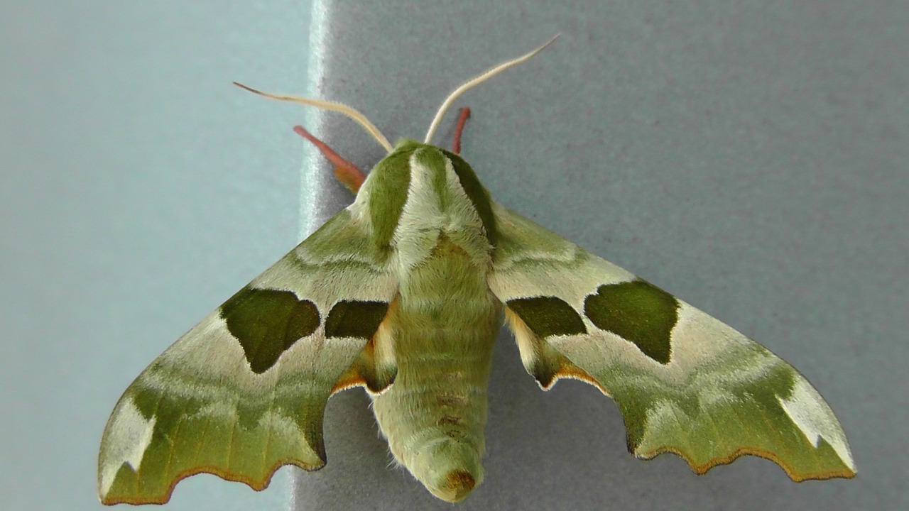 Oleander Hawkmoth, Drugelis, Vabzdys, Gyvūnas, Pleistras Drugelis, Skristi, Vasara, Gamta, Žalias, Uždaryti