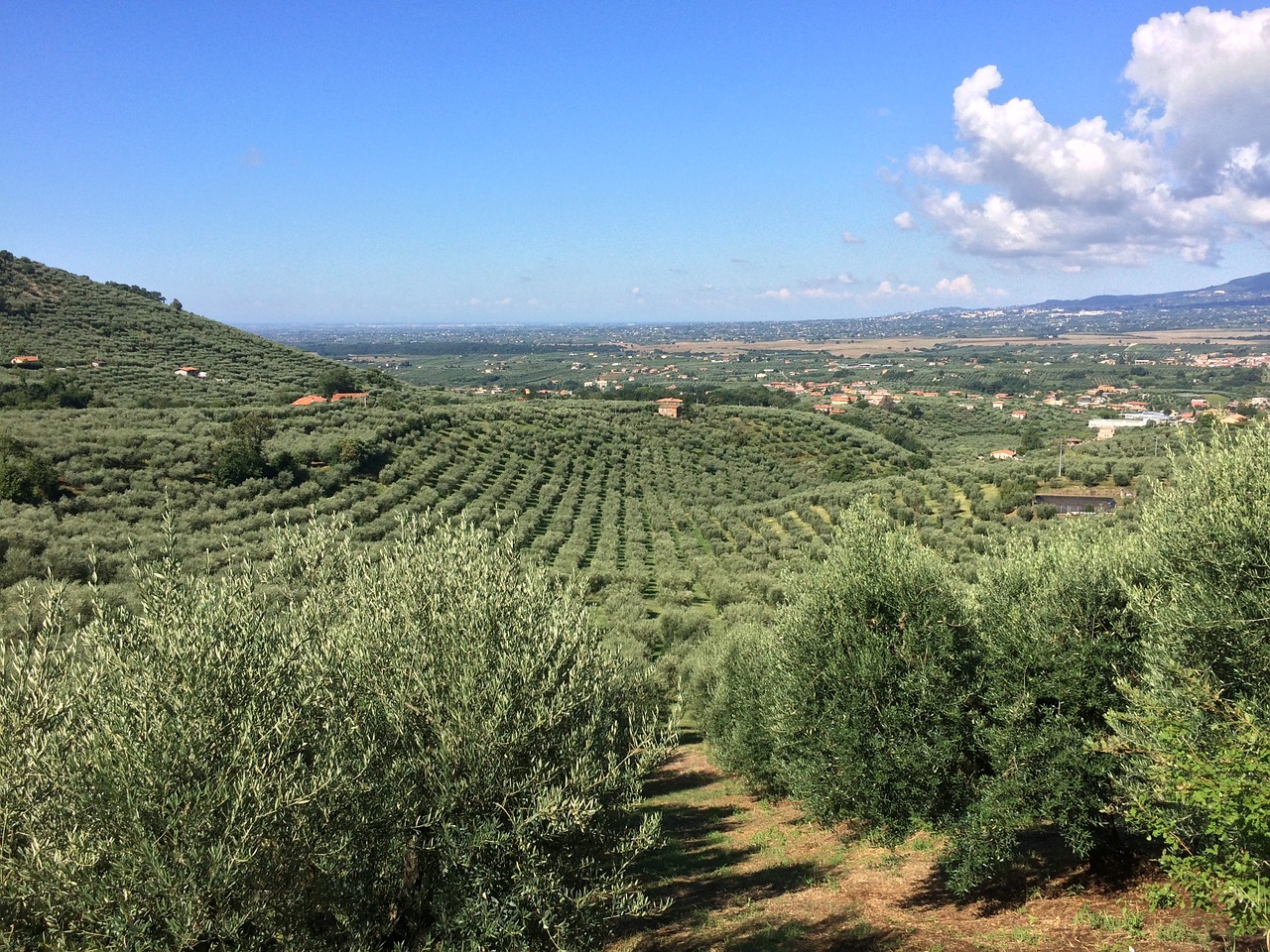 Alyvuogių, Kraštovaizdis, Rocca Massima, Sodas, Gliculture, Nemokamos Nuotraukos,  Nemokama Licenzija