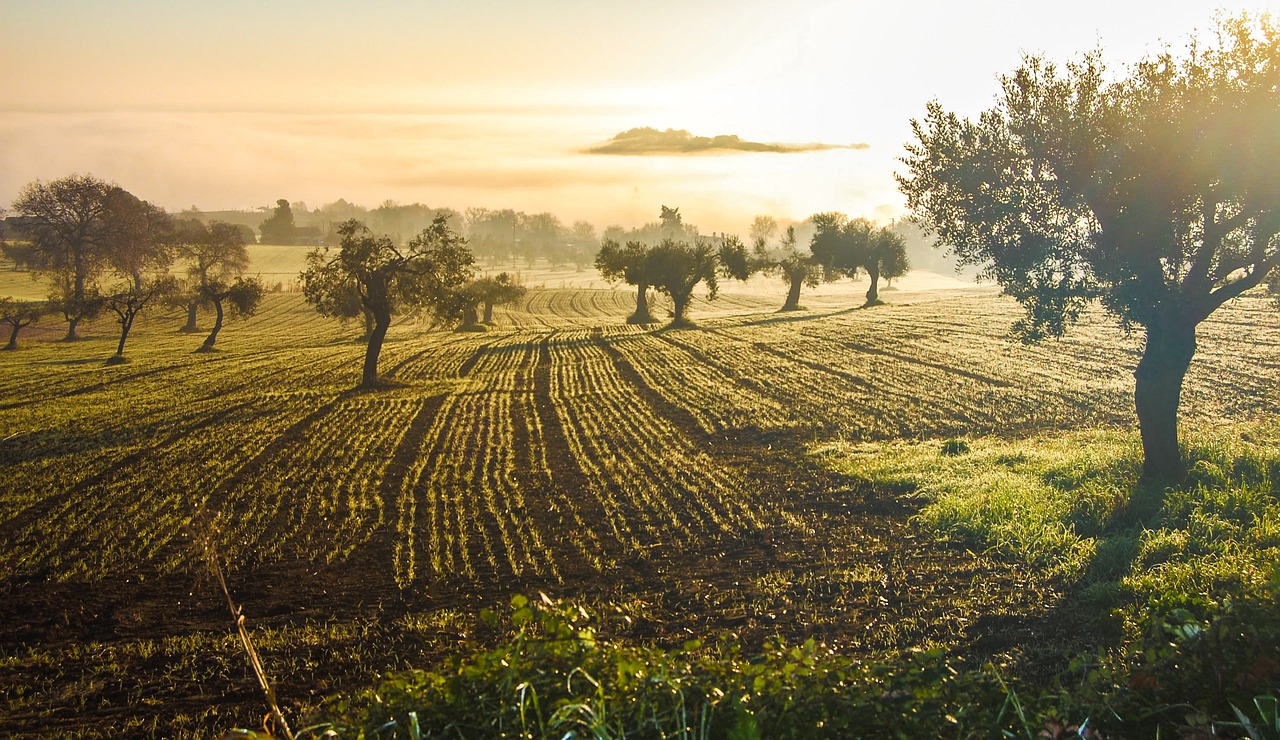 Alyvuogių Giraitė,  Alyvuogių,  Castelfidardo,  Italija,  Žalias,  Alyvmedis,  Medžiai,  Žemdirbystė,  Alyvuogių Augalai,  Alyva