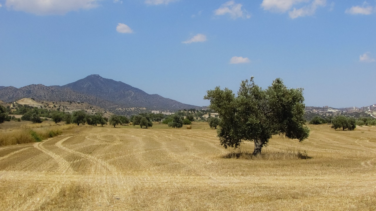 Alyvmedis, Laukas, Kaimas, Vasara, Peizažas, Kraštovaizdis, Kipras, Nemokamos Nuotraukos,  Nemokama Licenzija