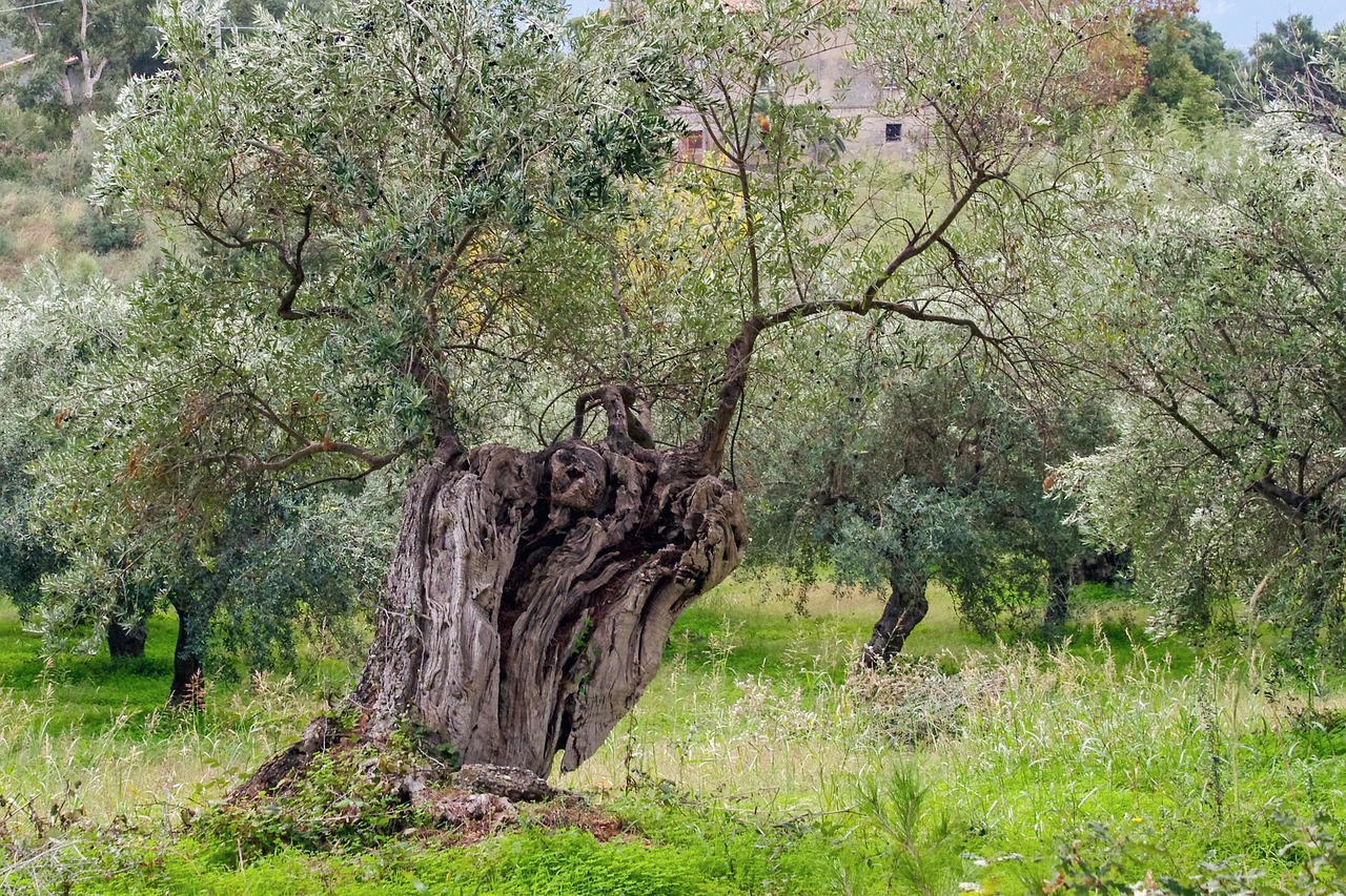 Alyvmedis, Medis, Alyvmedžių Giraites, Žemdirbystė, Alyvmedžių Augalai, Lapai, Kampanija, Lapija, Augalas, Nemokamos Nuotraukos