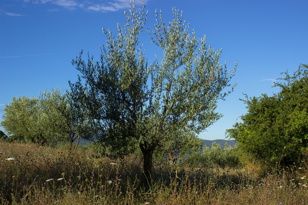 Alyvmedis, Alyvuogės, Žemdirbystė, Italy, Toskana, Olivier, Nemokamos Nuotraukos,  Nemokama Licenzija