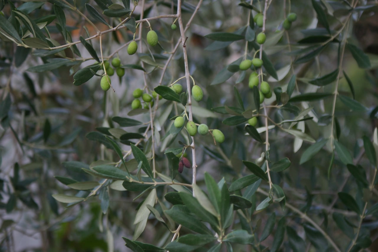 Серебряные кусты дикой маслины окруженные. Ветка дикой маслины. Оливковое дерево. Оливки на дереве. Маслина, масличное дерево.