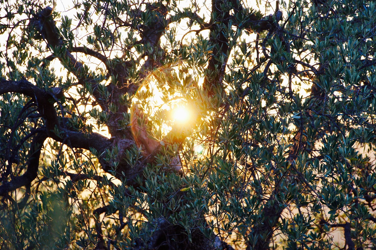 Alyvmedis, Vakaro Saulė, Italy, Abendstimmung, Saulė, Šventė, Saulėlydis, Romantiškas, Vasara, Toskana