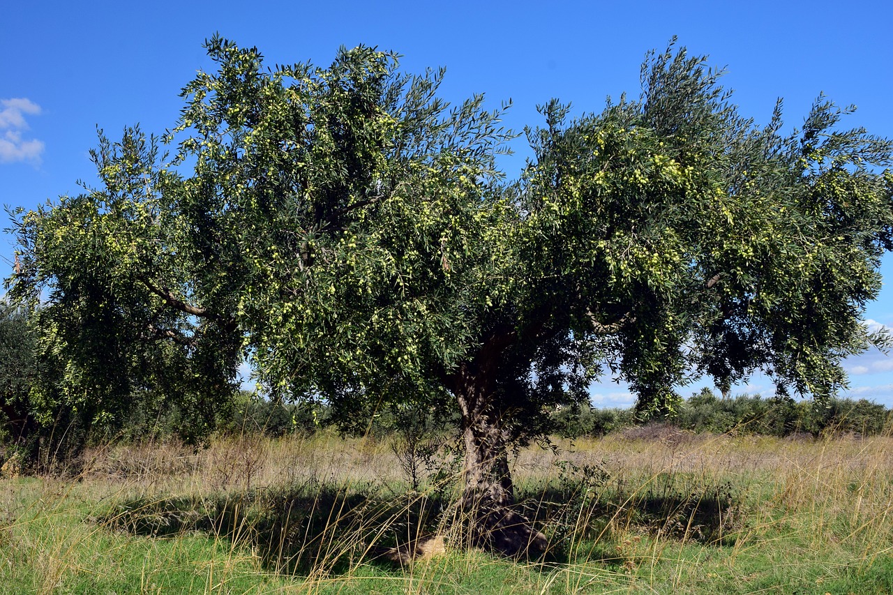 Alyvmedis, Olivier, Medis, Alyvuogės, Alyvuogių Derlius, Augalas, Olea Europaea, Tikras Medis, Gamta, Vaisiai