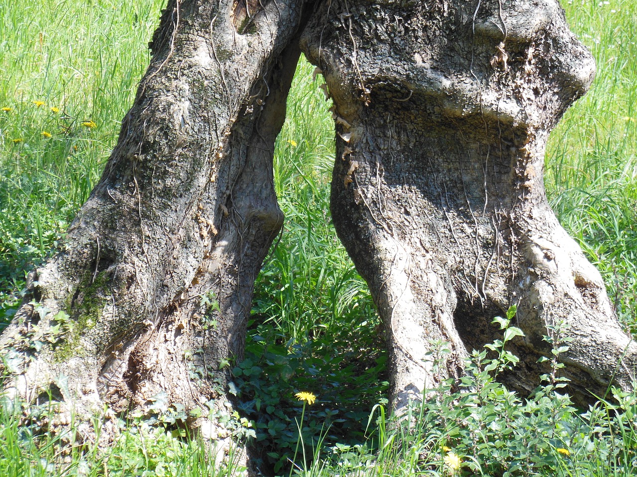 Alyvmedis, Alyvuogių Šaknys, Medis, Žurnalas, Malcesine, Gnarled, Senas Medis, Italy, Garda, Nemokamos Nuotraukos