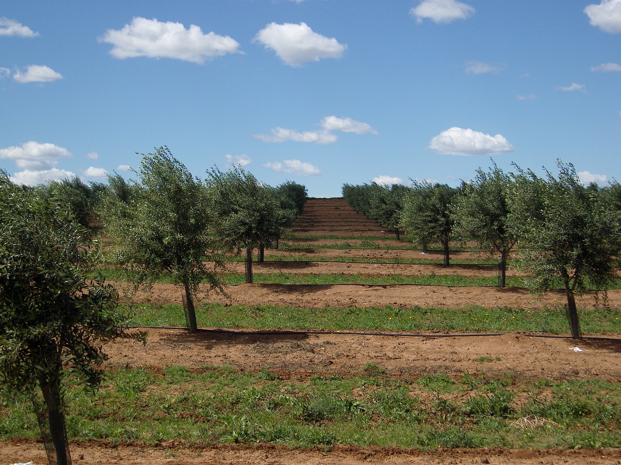 Alyvmedžiai, Portugal, Alentejo, Alyvmedžių Giraites, Alyvmedis, Nemokamos Nuotraukos,  Nemokama Licenzija