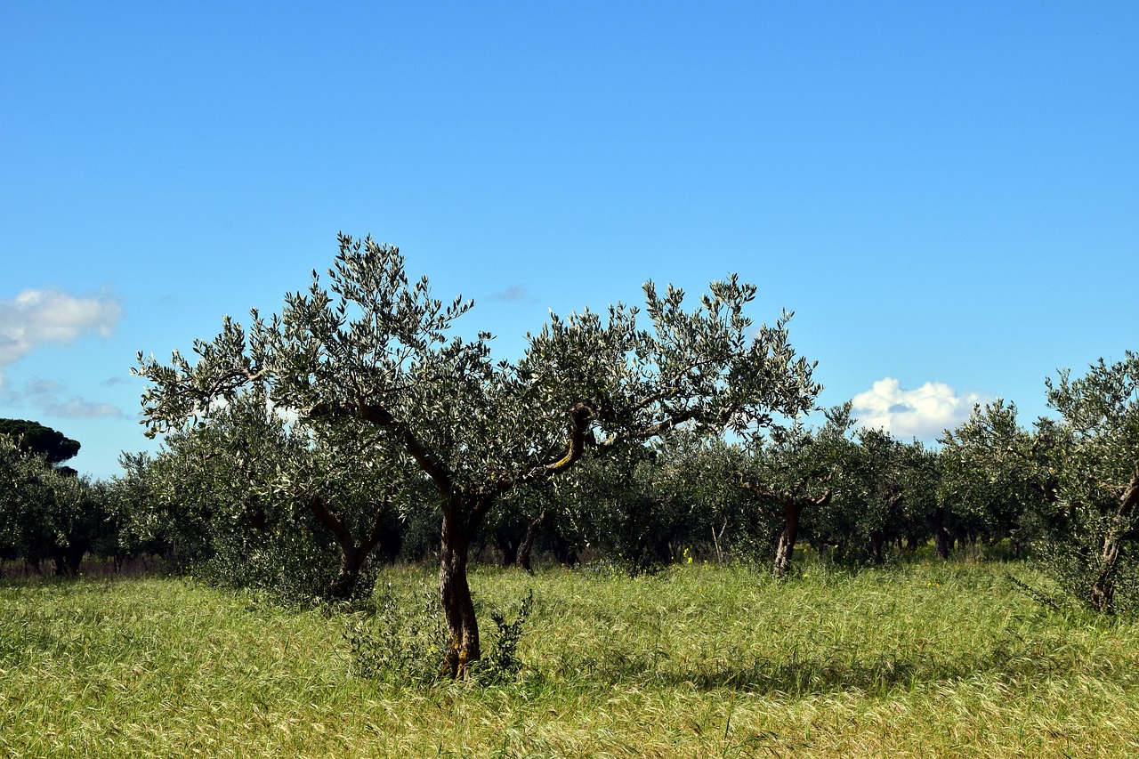 Alyvmedžiai, Medis, Gamta, Senas Medis, Gnarled, Alyvuogių Šaknys, Alyvmedžių Giraites, Alyvuogės, Žalias, Pavasaris