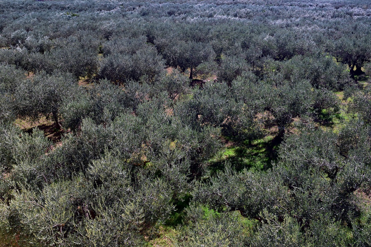 Alyvmedžiai, Plantacija, Alyvmedžių Giraites, Žemdirbystė, Alyvmedžių Sodinimas, Alyvų Sodas, Alyvmedžių Sodinimas, Sodinti, Alyvuogių Auginimas, Italy