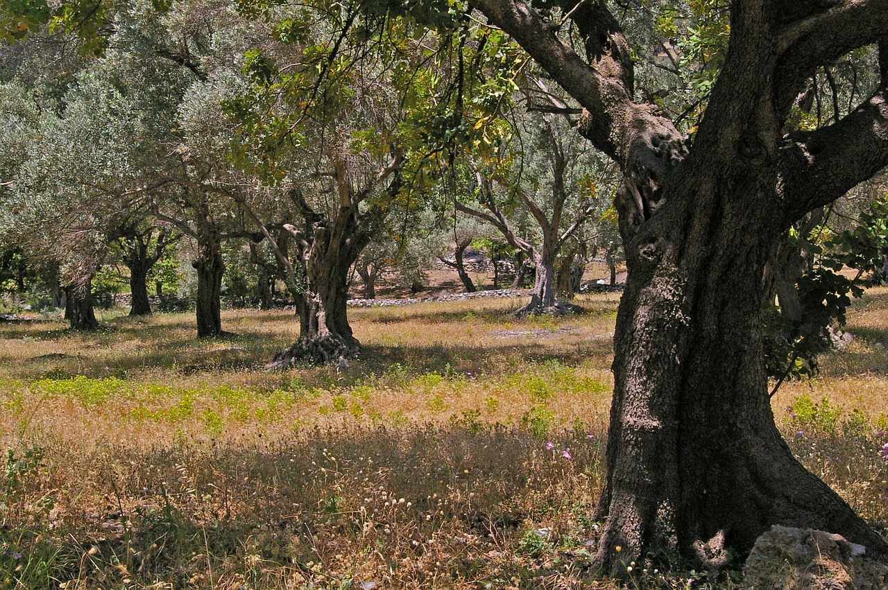 Alyvmedžiai, Senas, Alyvmedis, Žurnalas, Mediena, Alyvuogės, Medis, Plantacija, Valgyti, Maistas