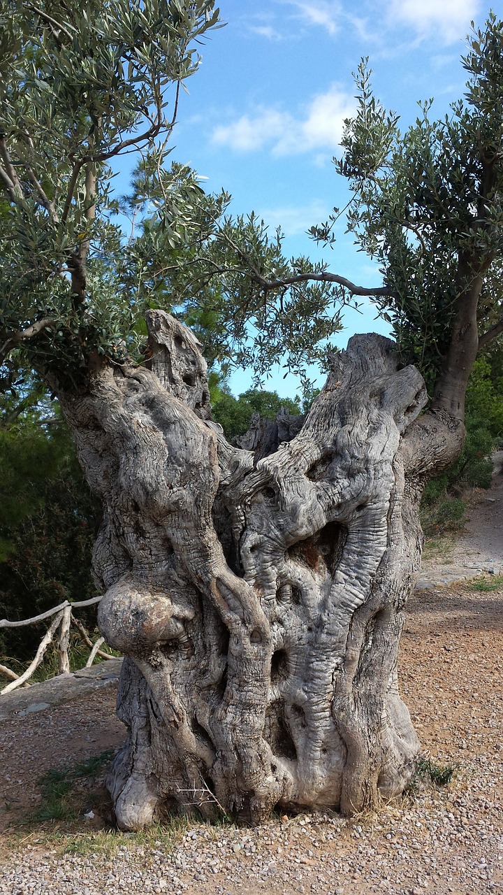 Alyvuogės, Alyvmedis, Gamta, Maljorka, Senas, Gnarled, Mediena, Žurnalas, Senas Medis, Nemokamos Nuotraukos