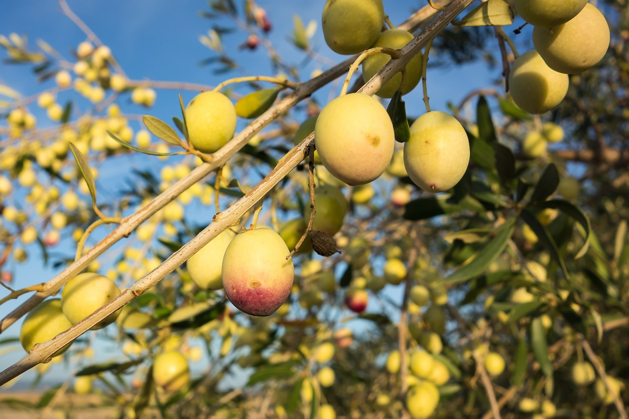 Alyvuogės, Olivas, Alyvuogių, Gamta, Vaisiai, Medis, Derlius, Nemokamos Nuotraukos,  Nemokama Licenzija