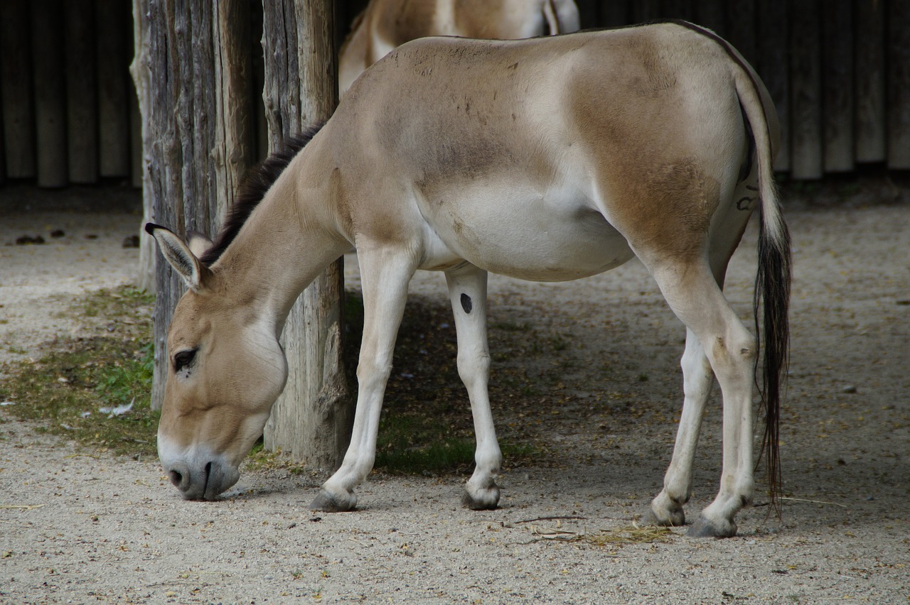 Onager, Mule, Zoologijos Sodas, Kankinti, Arklys, Gyvūnų Talpyklos, Gyvuliai, Egzotiškas, Asilas, Azijos Asilas