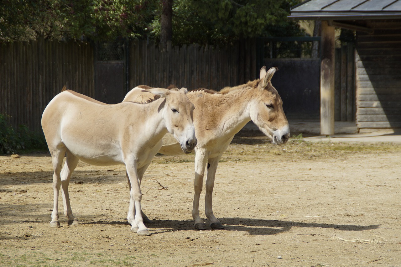 Onager, Gyvūnai, Pora, Arkliai, Asilas, Pora, Kartu, Zoologijos Sodas, Bendravimas, Dviems