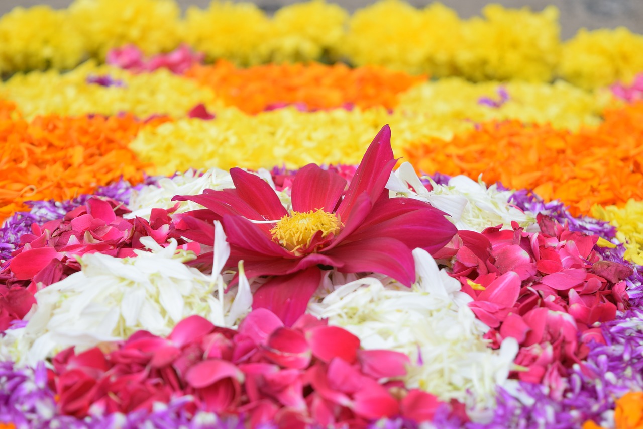 Onam, Kerala, Festivalis, Indija, Tradicinis, Hindu, Šventė, Malajalamas, Malajalio, Religija