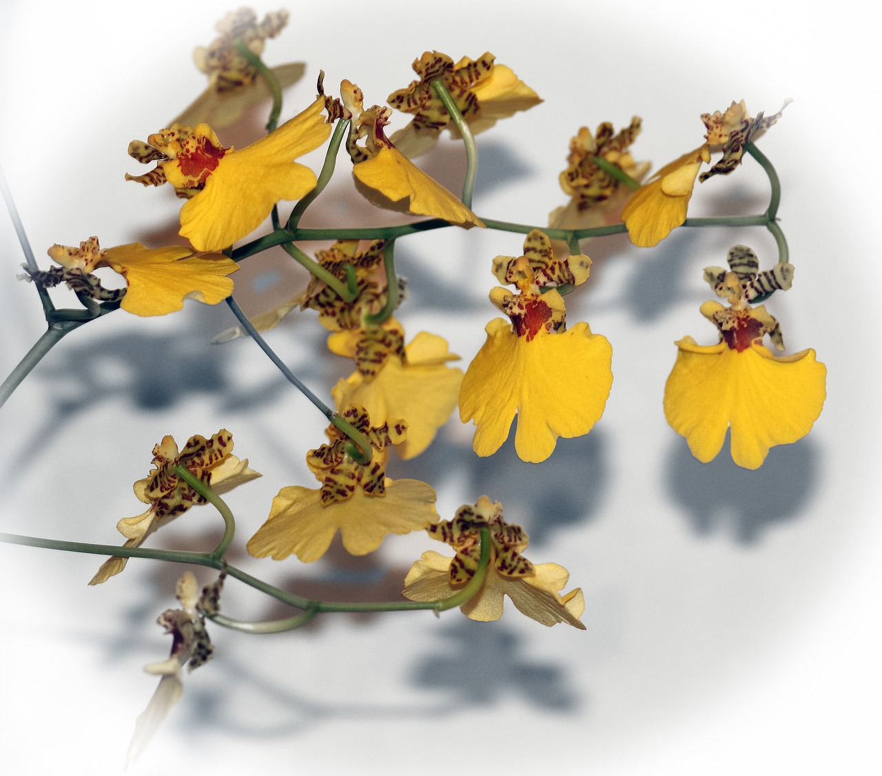 Oncidium, Šokių Ponia, Orchidėja, Geltona, Žiedas, Gėlė, Gamta, Augalas, Žydėti, Apdaila