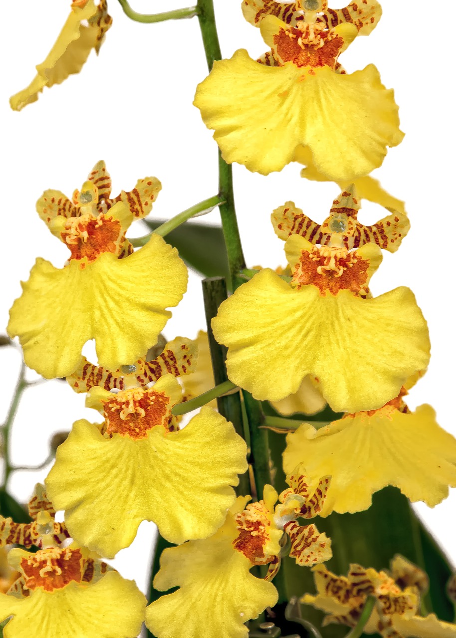 Oncidium, Orchidėja, Geltona, Oranžinė, Orchidėjų Žiedas, Žiedas, Žydėti, Gėlė, Augalas, Uždaryti