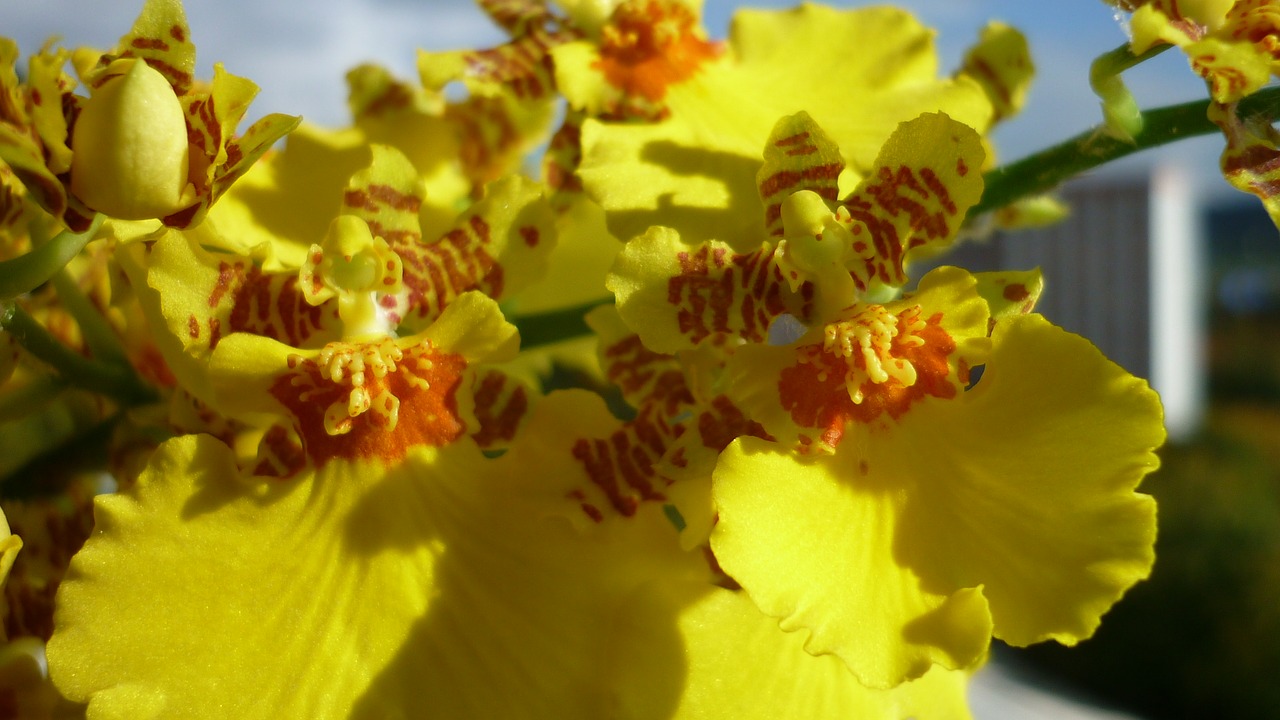 Oncidium, Gėlė, Geltona, Gėlės, Uždaryti, Balkonas, Nemokamos Nuotraukos,  Nemokama Licenzija