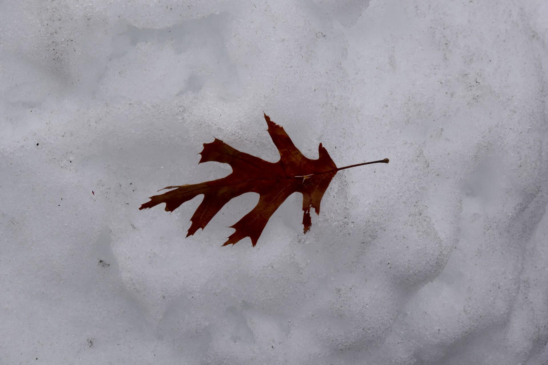 Сугробы листьев. Листья в снегу. Кленовый лист в снегу. Листочки в снегу. Листья клена зимой.
