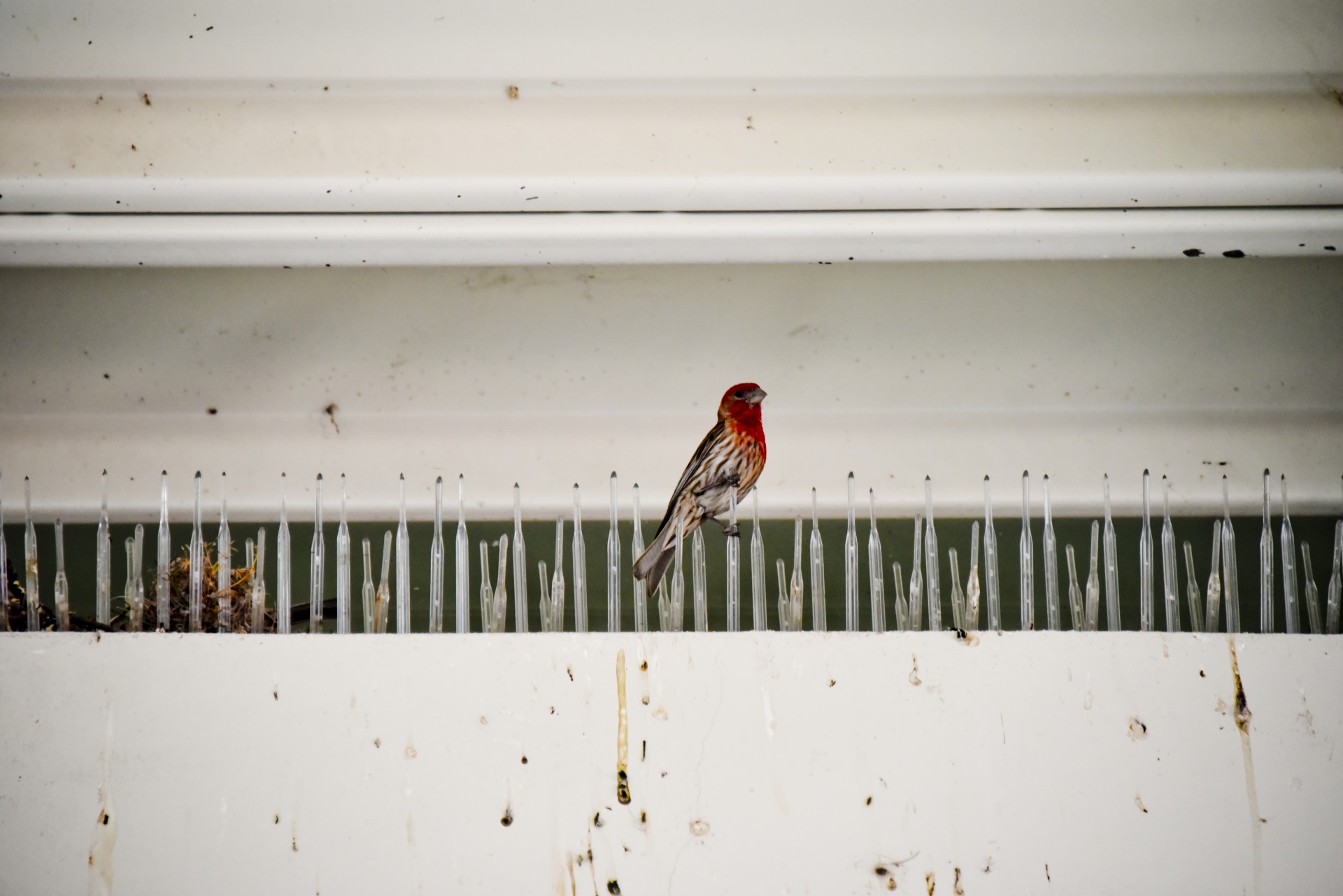 Robin,  Raudona Krūtinė,  Paukštis,  Bendras,  Kalifornija,  Raudona,  Lizdą,  Patinas,  Viena Lizdinė Robin, Nemokamos Nuotraukos