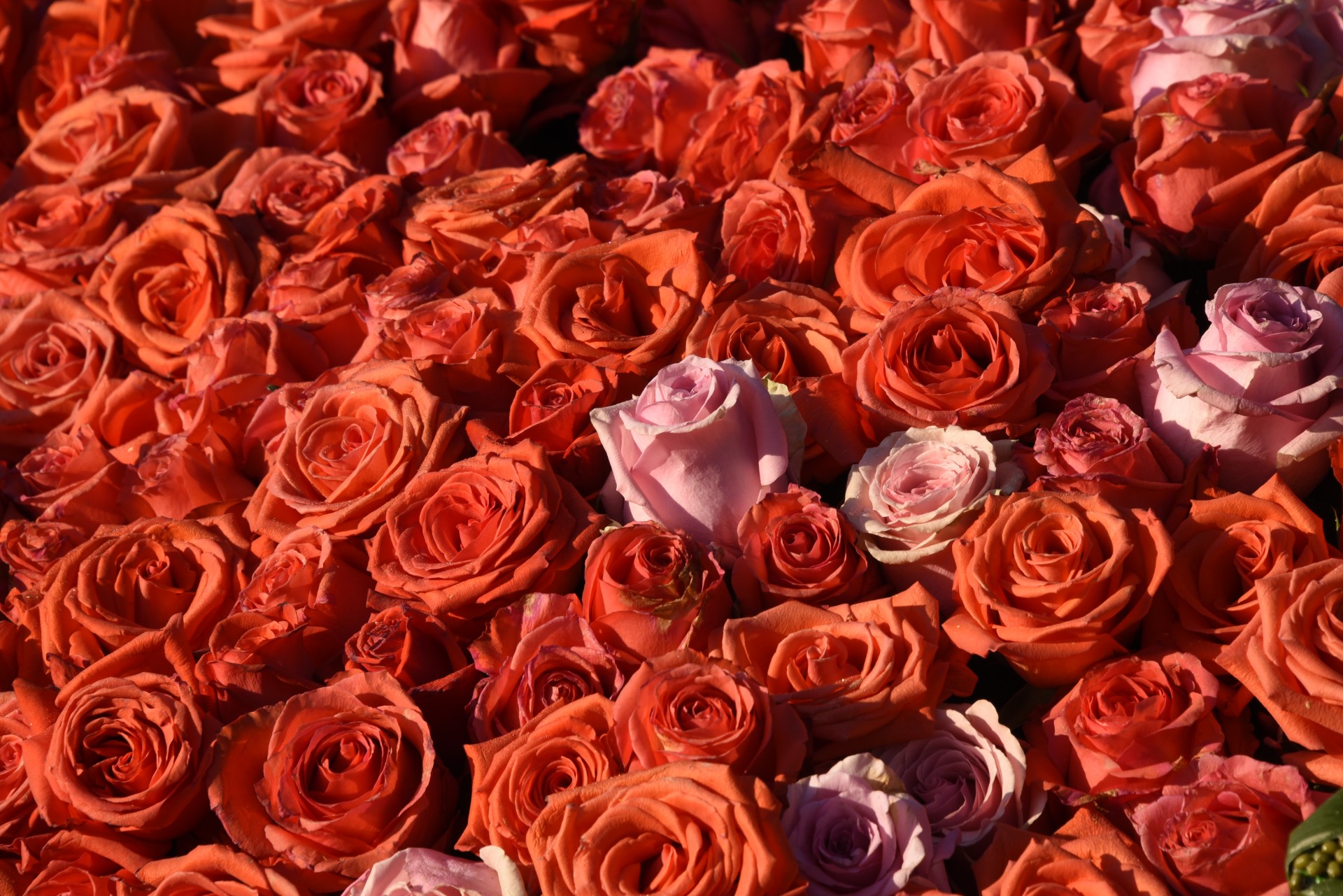 Rožės,  Antklodė,  Rožinis,  Raudona,  Rožė & Nbsp,  Paradas & Nbsp,  2015,  Viena Rožinė Rožė, Nemokamos Nuotraukos,  Nemokama Licenzija