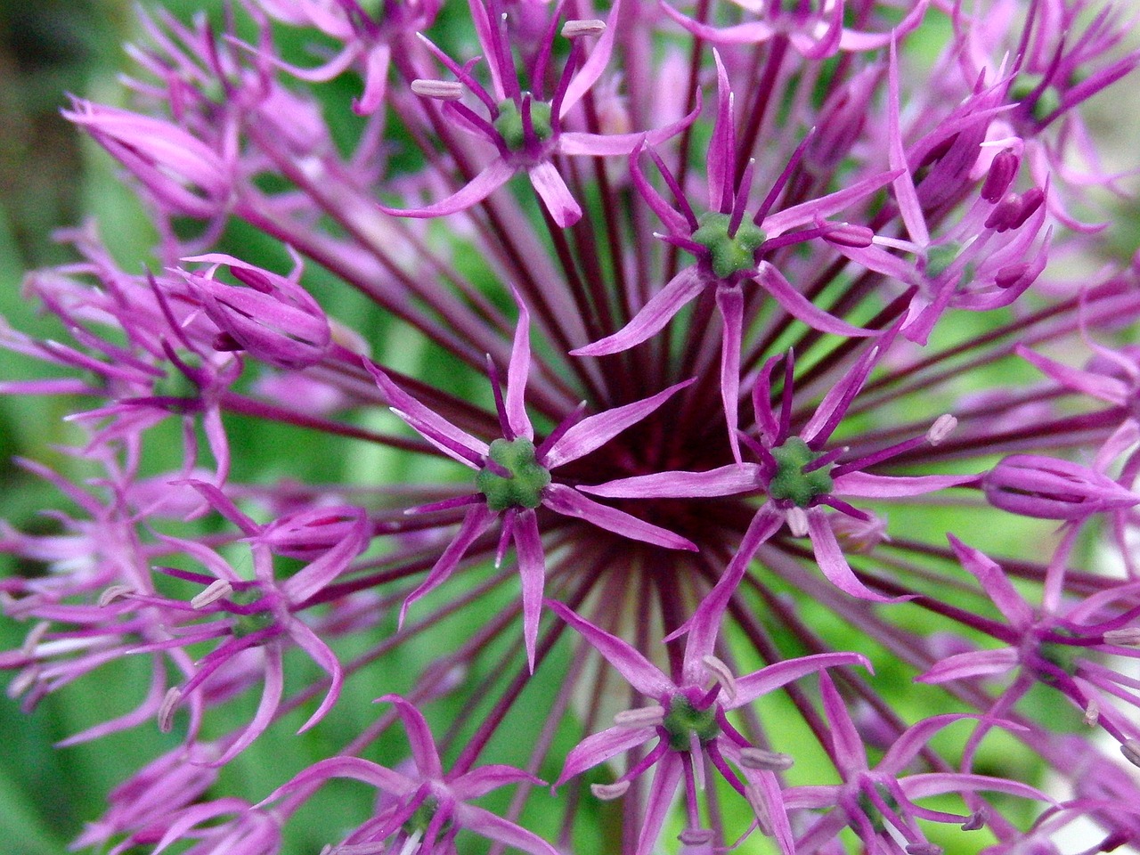 Svogūnai, Žydėti, Žiedynas, Violetinė, Vasara, Šviesus, Iš Arti, Makro, Rutulys, Žalias Fonas