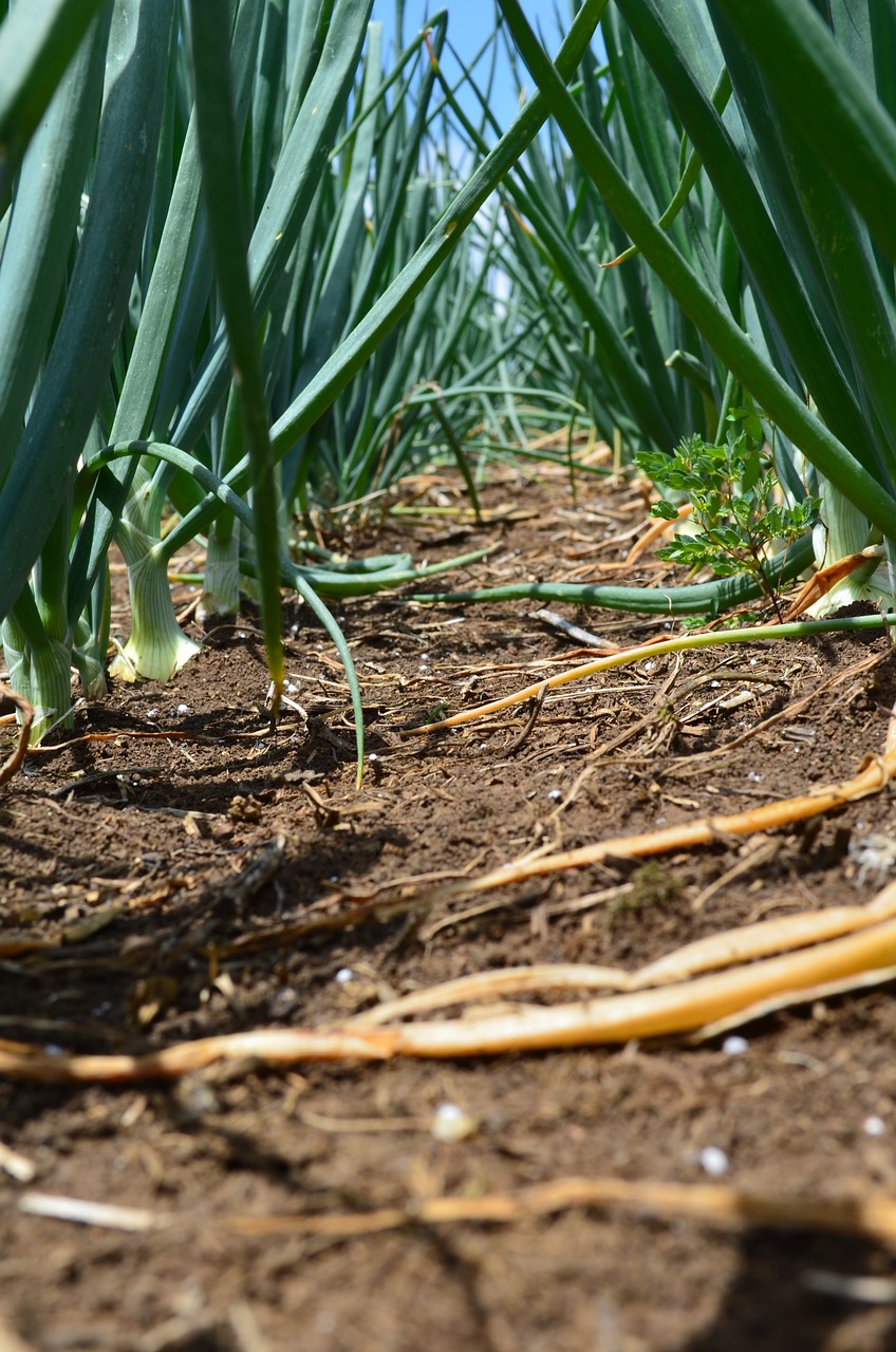 Svogūnai, Žemdirbystė, Pasėlių, Agronomija, Horta, Nemokamos Nuotraukos,  Nemokama Licenzija