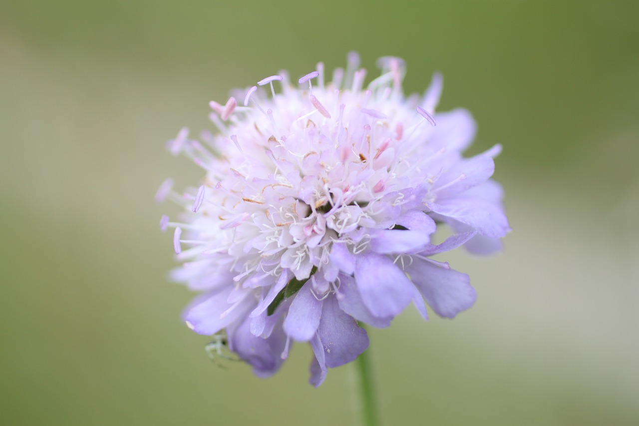 Svogūnai,  Gėlė,  Allium Hymenorrhizum,  Purpurinė Gėlė,  Laukinės Gėlės, Nemokamos Nuotraukos,  Nemokama Licenzija