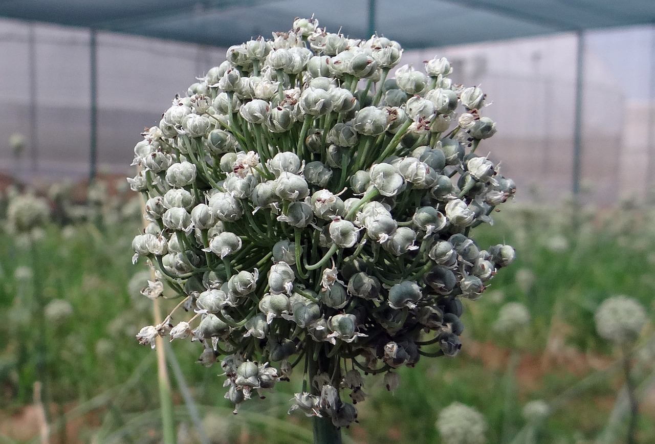 Svogūnėlė, Gėlė, Gėlių Smaigalys, Sėklų Auginimas, Šiltnamyje, Svogūnai, Žiedas, Daržovių, Flora, Indija