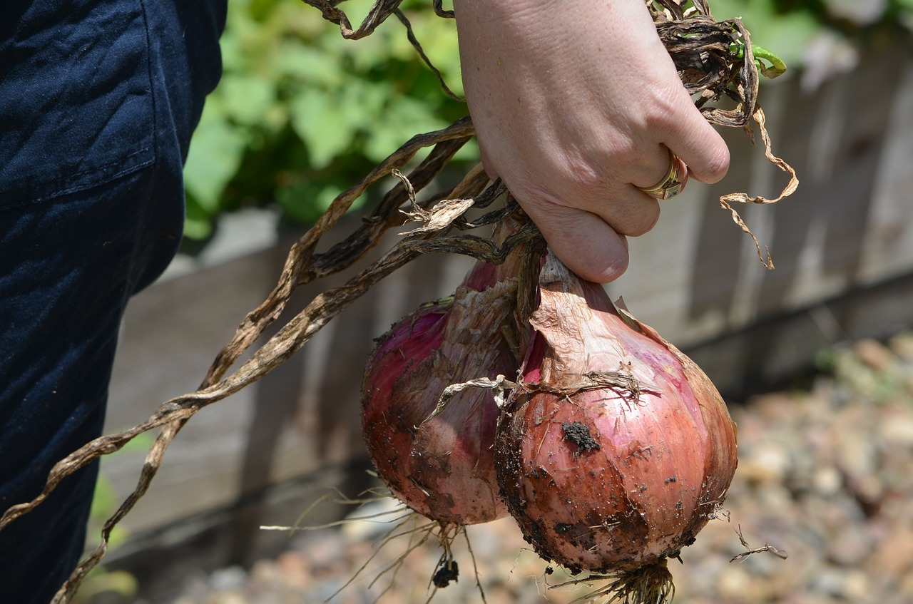 Svogūnai, Supjaustyti, Šviežias, Daržovių, Veggie, Sodas, Maistas, Ranka, Sodininkystė, Žiedas