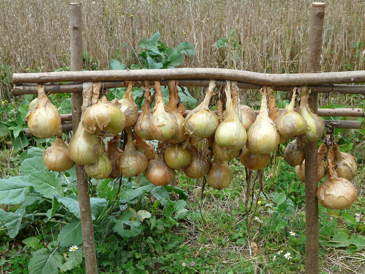 Svogūnai, Allium Cepa, Virtuvės Svogūnai, Gartenzwiebel, Sommerzwiebel, Naminis Svogūnas, Paprastasis Svogūnas Aliuminis, Svogūnų Derlius, Nemokamos Nuotraukos,  Nemokama Licenzija