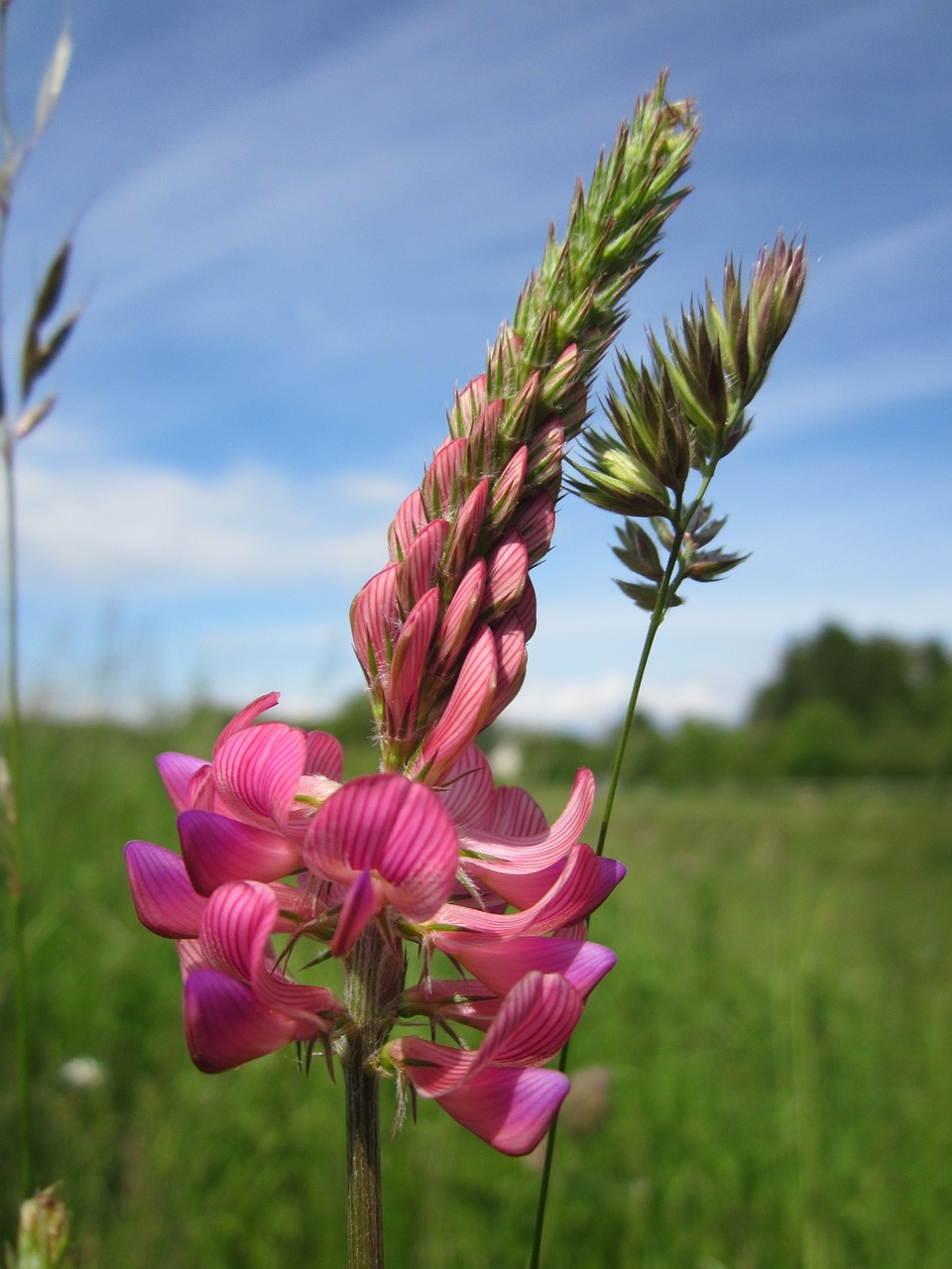 Onobrychis Viciifloia,  Paprastasis Sparnais,  Onobrychis Sativa,  Wildflower,  Flora,  Botanika,  Augalas,  Rūšis,  Žiedynas, Nemokamos Nuotraukos