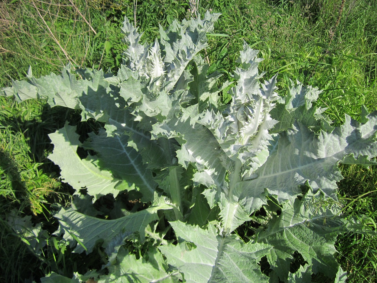 Onopordum Acanthium,  Šuklokas,  Medvilnės Strėlė,  Drakonas,  Flora,  Dygliuotas,  Lapai,  Botanika,  Augalas,  Rūšis