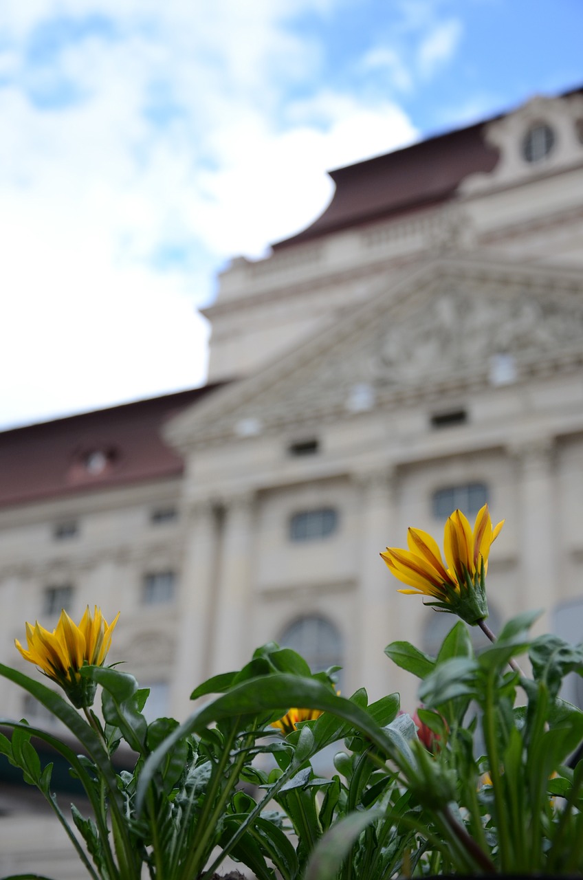 Opera, Graz, Gėlė, Geltona, Žiedas, Žydėti, Miestas, Tiefenschärfe, Neryškus, Nemokamos Nuotraukos