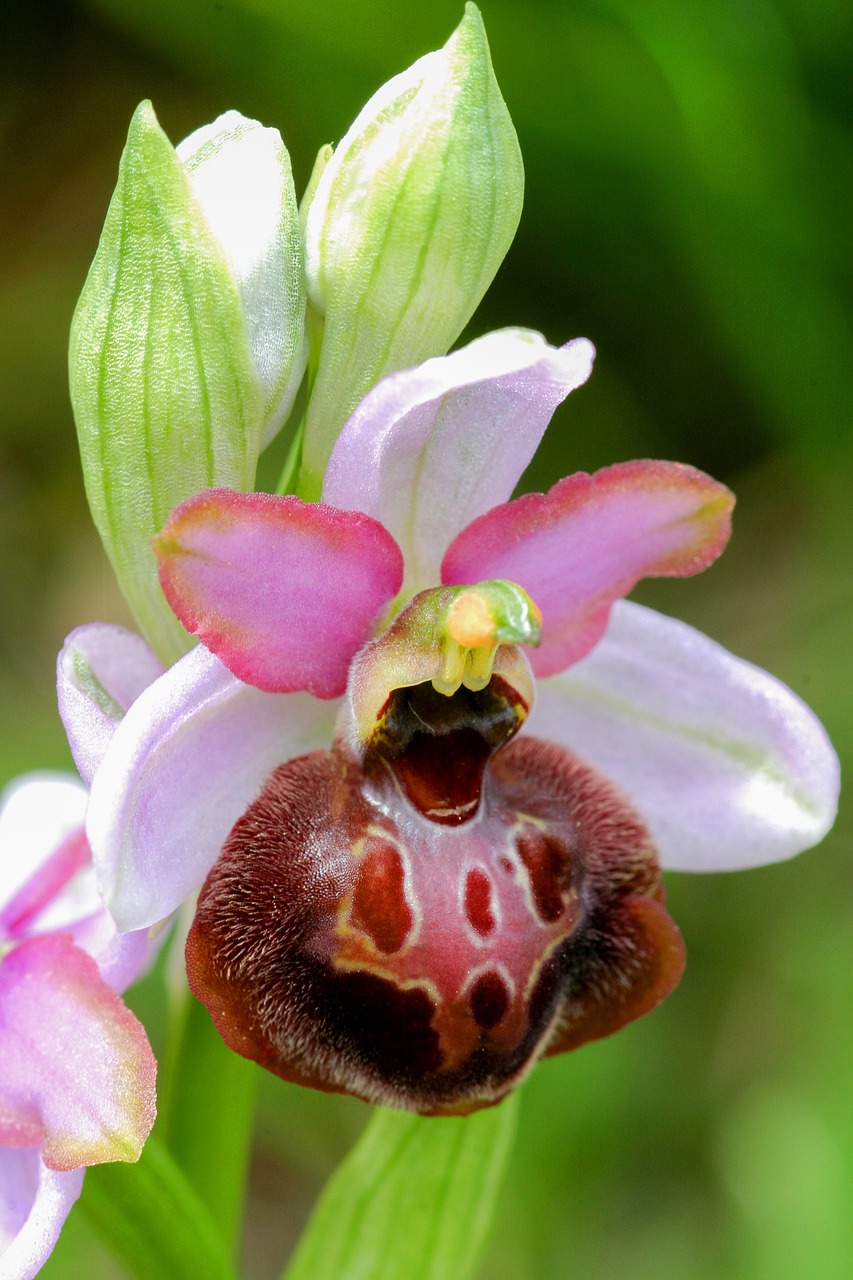 Ophrys, Gėlės, Laukiniai, Nemokamos Nuotraukos,  Nemokama Licenzija