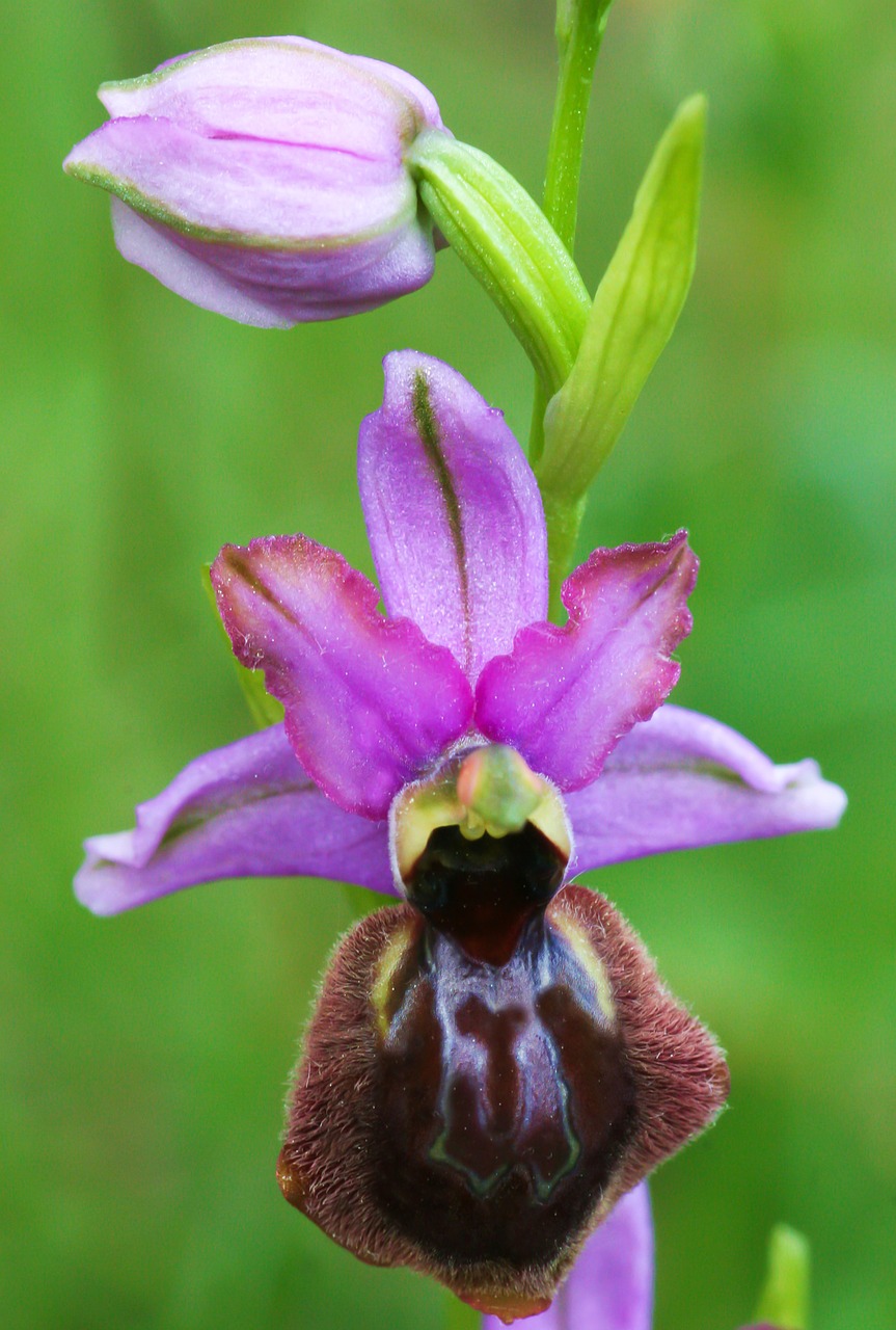 Ophrys, Gėlės, Aveyron, Nemokamos Nuotraukos,  Nemokama Licenzija