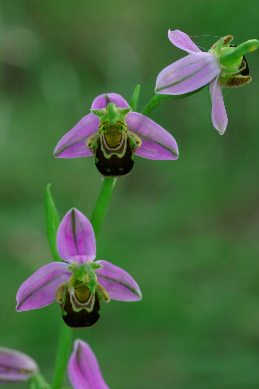 Ophrys, Bičių, Gėlė, Nemokamos Nuotraukos,  Nemokama Licenzija
