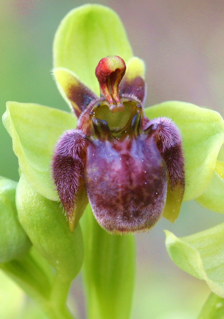 Ophrys, Bombiliflora, Gėlė, Nemokamos Nuotraukos,  Nemokama Licenzija