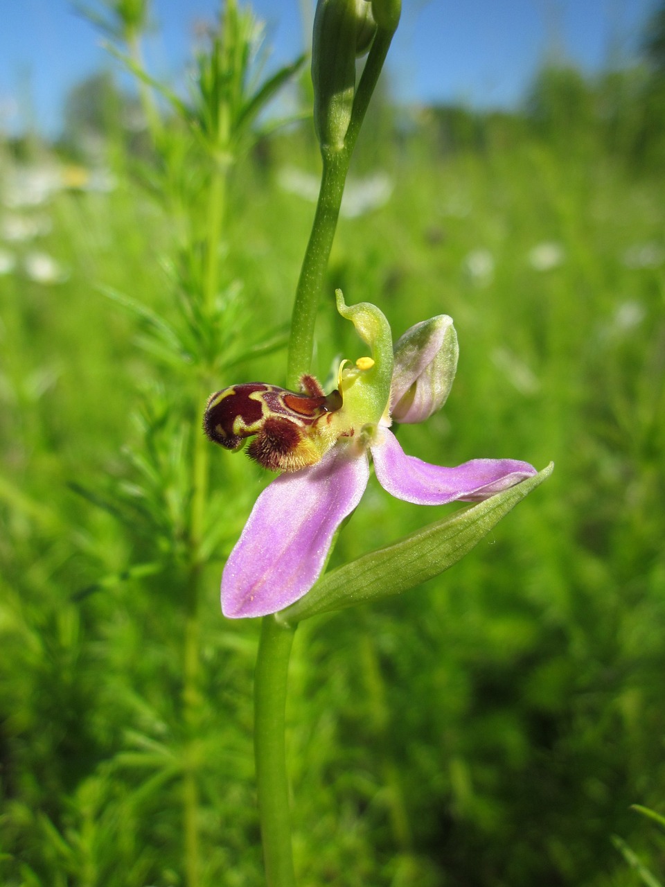 Ophrys Apifera,  Bičių Orchidėja,  Ophrys,  Wildflower,  Flora,  Botanika,  Augalas,  Rūšis, Nemokamos Nuotraukos,  Nemokama Licenzija