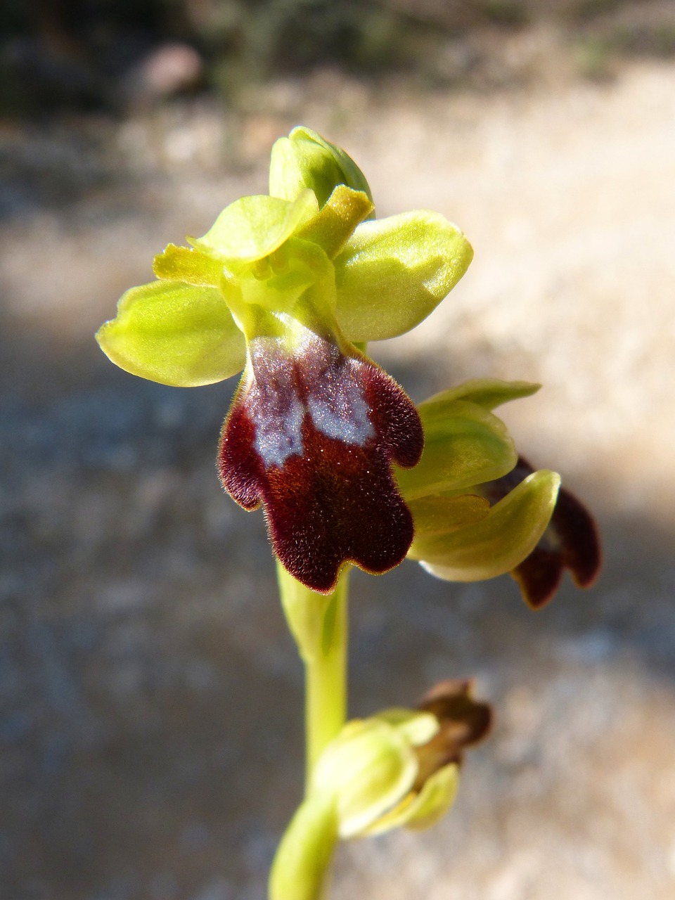 Ophrys Fusca, Orchidėja, Bityna, Anksčiau, Montsant, Nemokamos Nuotraukos,  Nemokama Licenzija