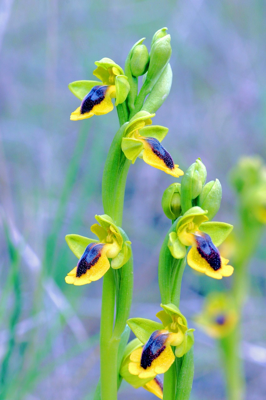 Ophrys Lutea, Orchidėja, Klape, Nemokamos Nuotraukos,  Nemokama Licenzija