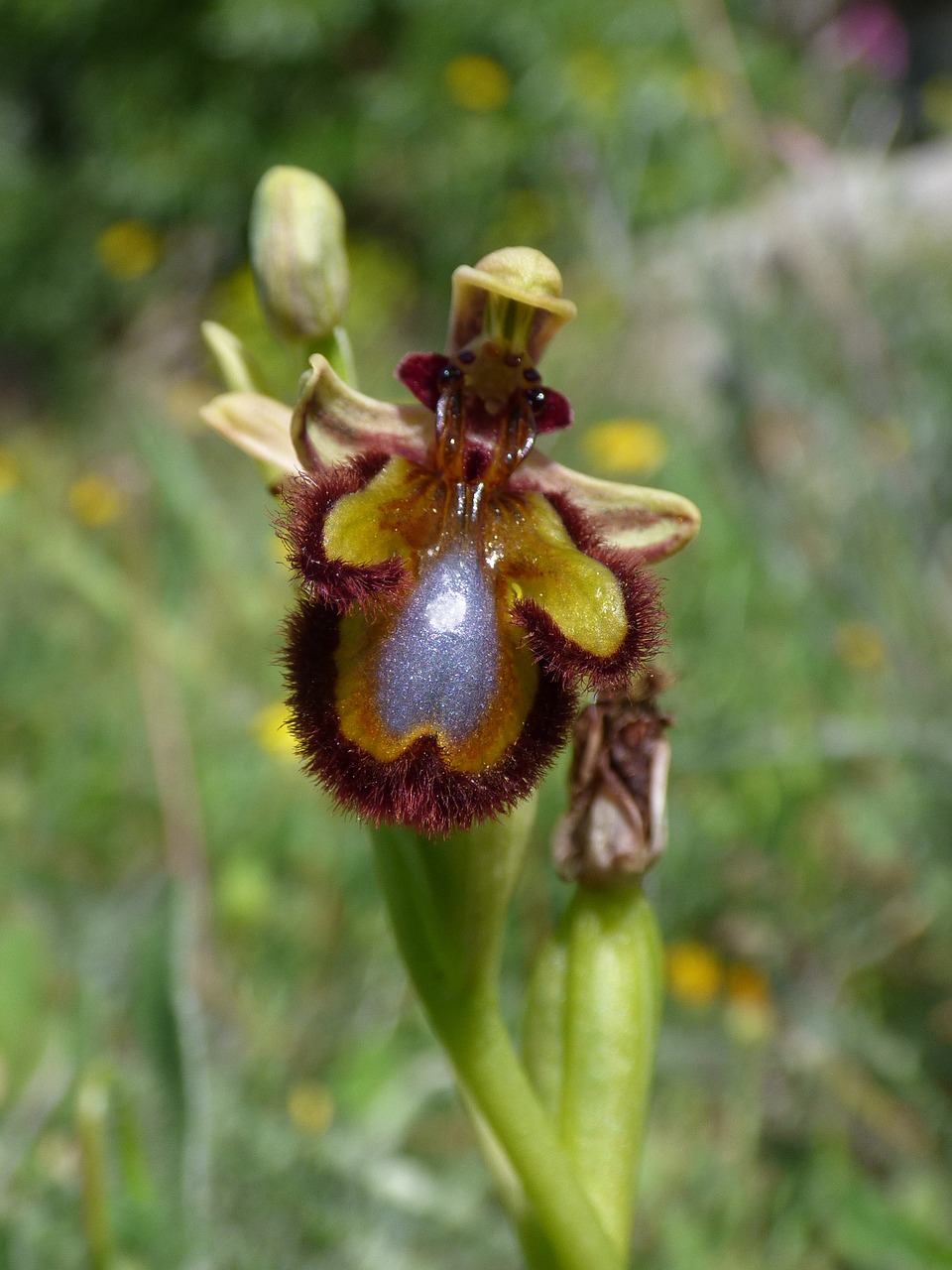 Ophrys Speculum, Bityna, Abellera, Orchidėja, Anksčiau, Montsant, Nemokamos Nuotraukos,  Nemokama Licenzija