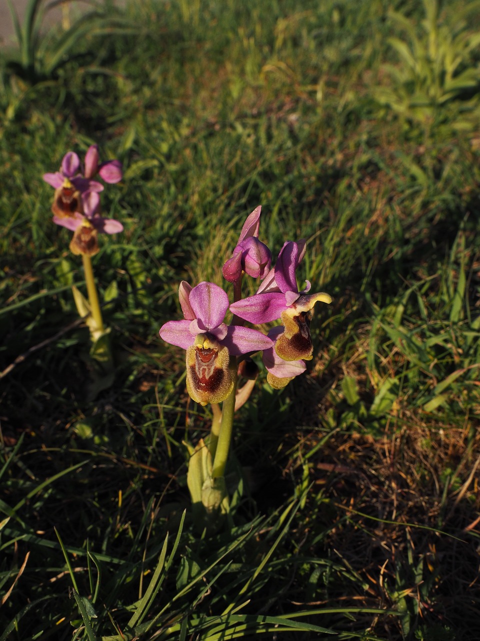 Ophrys Tenthredinifera, Orchidėja, Gėlė, Žiedas, Žydėti, Orchidaceae, Ophrys, Kerf Loz, Nemokamos Nuotraukos,  Nemokama Licenzija