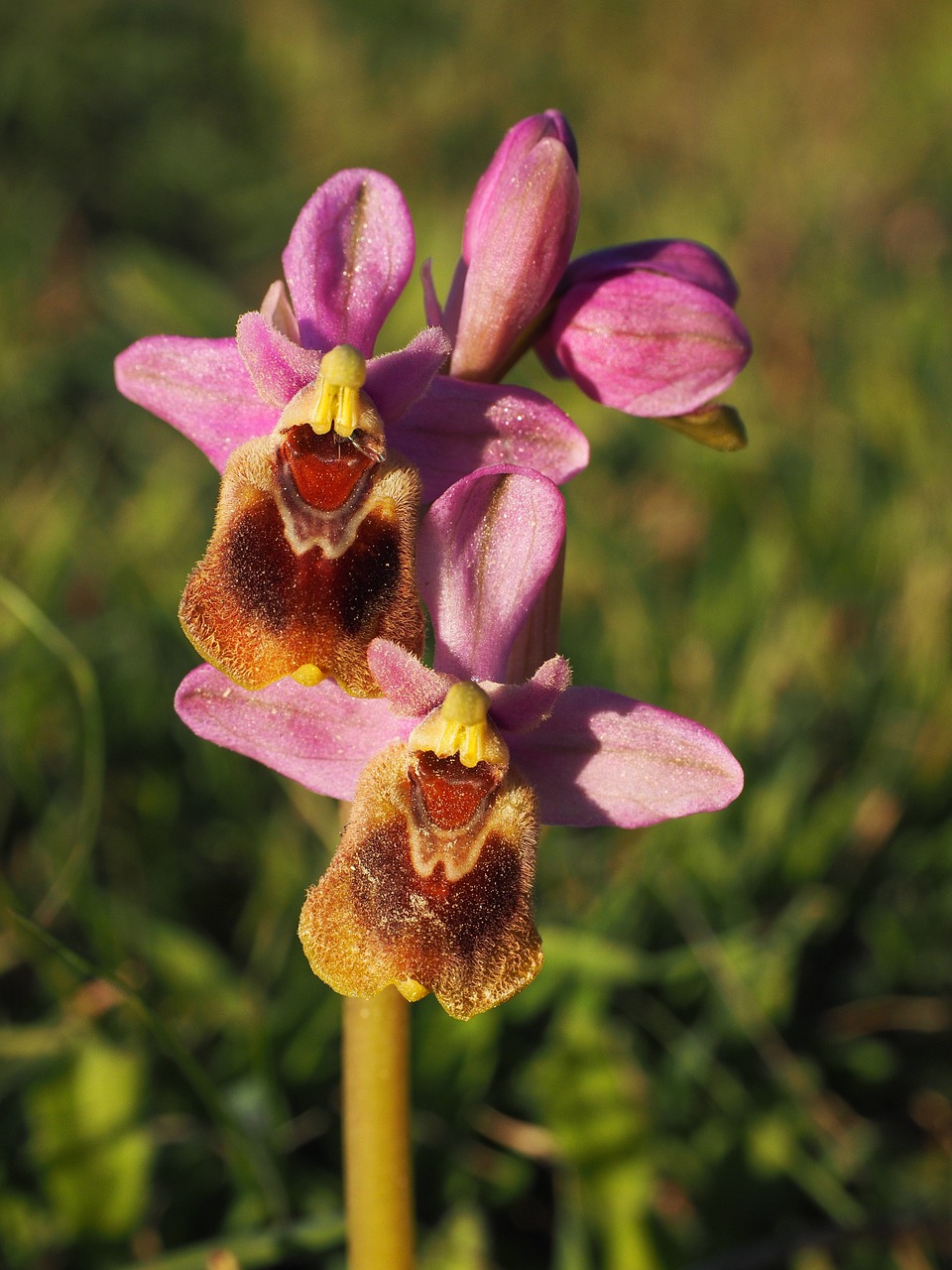 Ophrys Tenthredinifera, Orchidėja, Gėlė, Žiedas, Žydėti, Orchidaceae, Ophrys, Kerf Loz, Nemokamos Nuotraukos,  Nemokama Licenzija