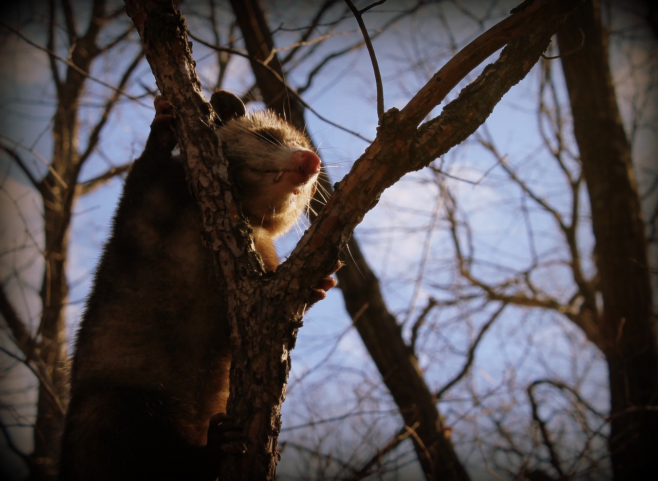 Opossum, Gyvūnas, Laukiniai, Gamta, Laukinė Gamta, Mielas, Juokinga, Animacinis Filmas, Charakteris, Zoologijos Sodas
