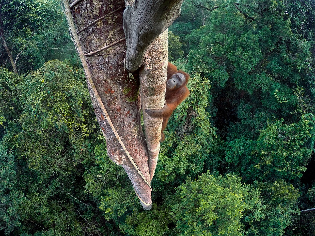 Orangutanas, Nacionalinė Geografija, Nugalėtojas, Žalias, Gamta, Tapetai, Nemokamos Nuotraukos,  Nemokama Licenzija