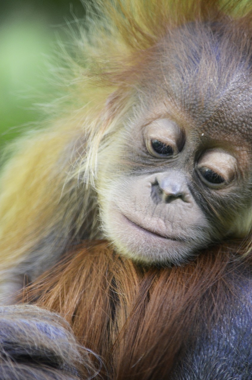 Orang Utan, Kūdikis, Raudona, Kailis, Ape, Miškas Žmogus, Borneo, Beždžionė, Gresia Pavojus, Beždžionė