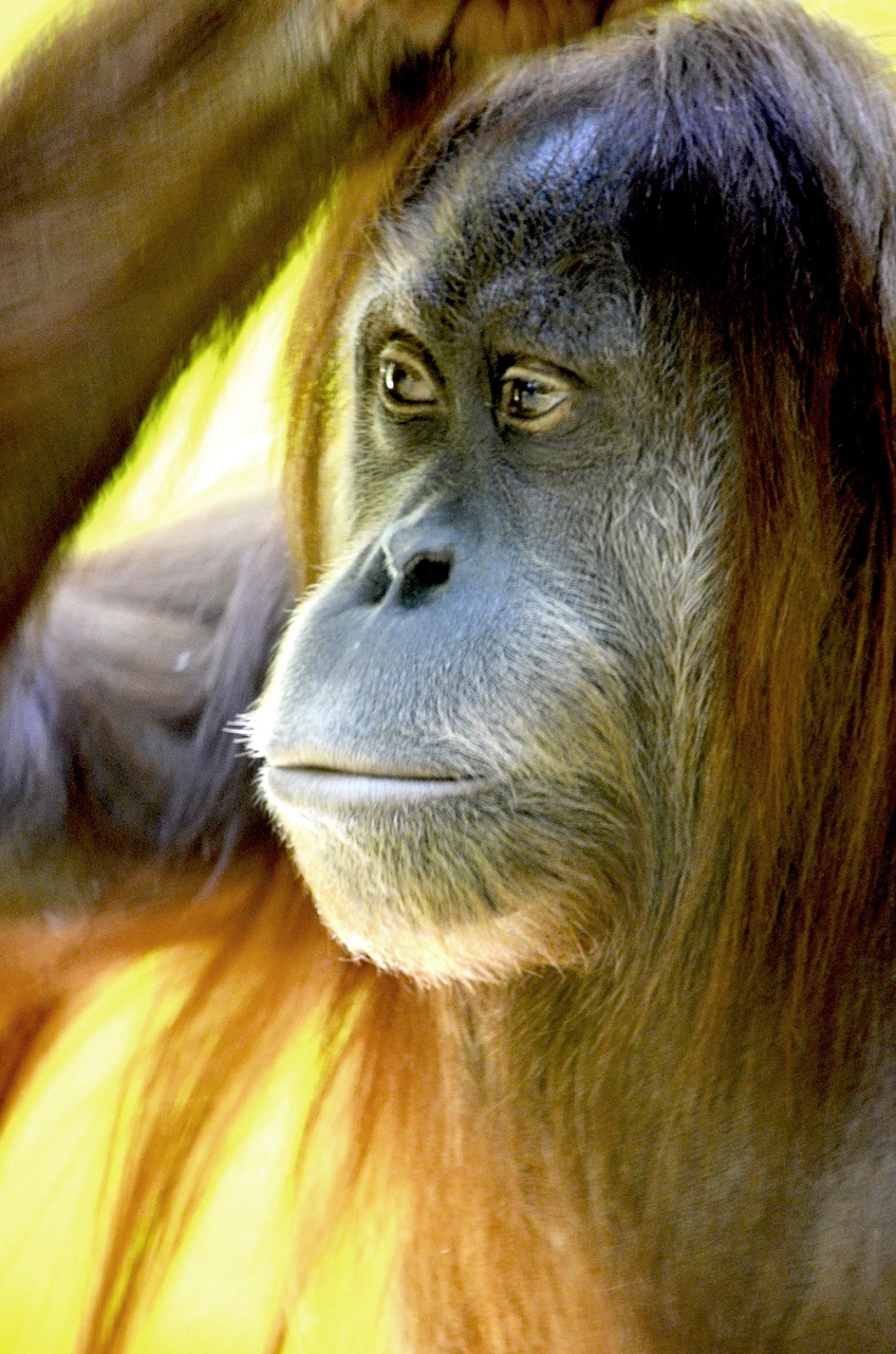 Orang Utan, Beždžionė, Miškas Žmogus, Borneo Sala, Borneo, Ape, Raudona, Gresia Pavojus, Sąmoningas, Vaizdas
